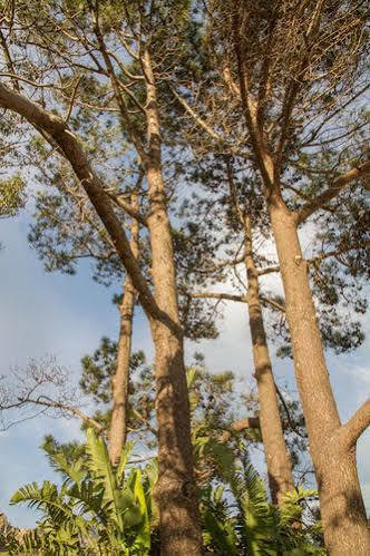 Four Pines Lodge Hermanus Εξωτερικό φωτογραφία